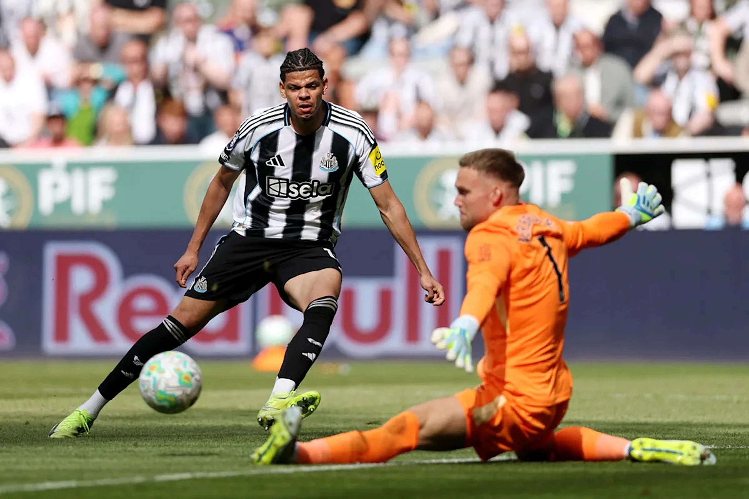 Newcastle x Brighton & Hove Albion - Highlights, Summary and Match Report