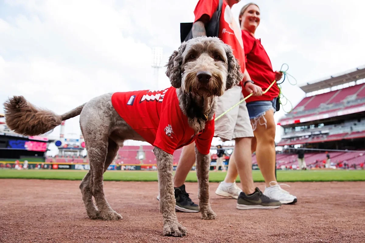 Reds blow game five different ways in crushing loss to Nationals
